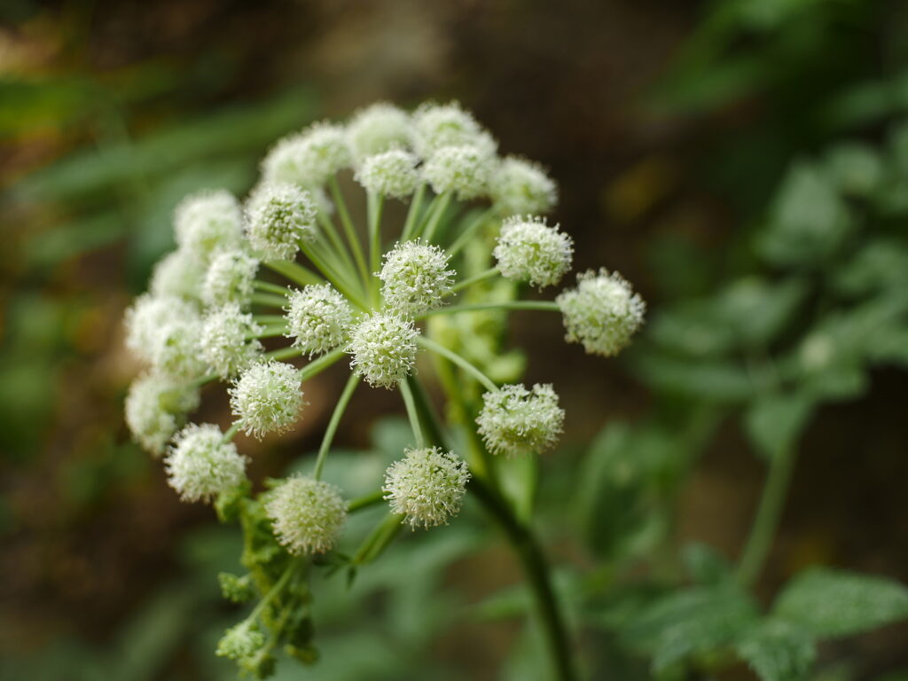 Angelica inflorescence of white fluffy flowers 