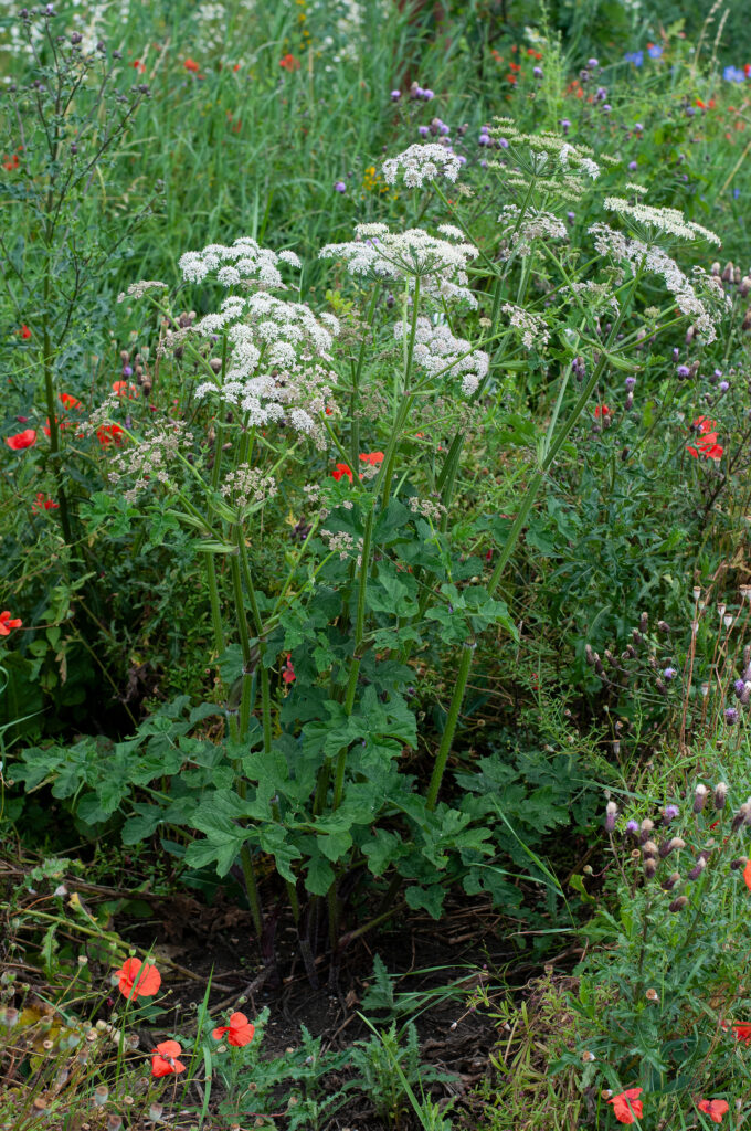 Angelica growing in a meadow
