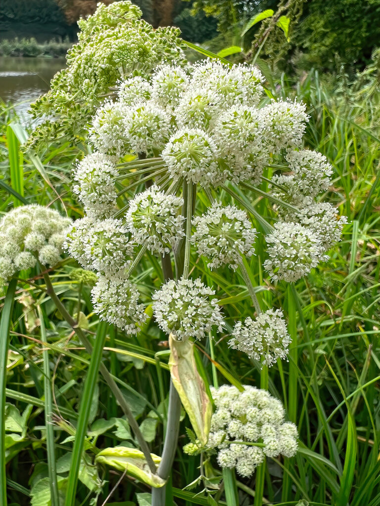 Angelica blossoms