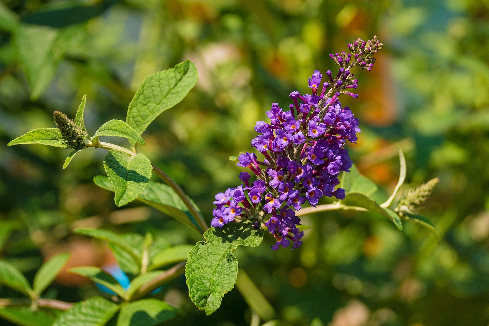 Chaste tree flower - Vitex agnus castus