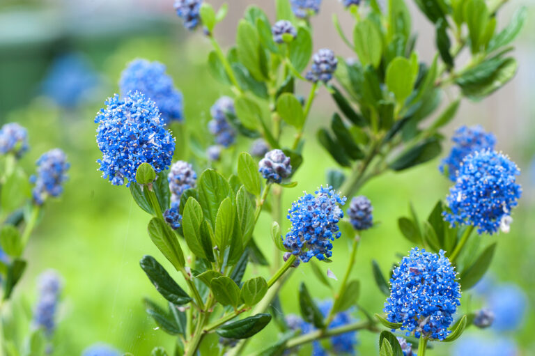 Ceanothus 'Concha'