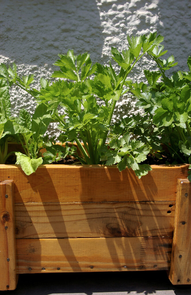 Celery in wood pot on a balcony