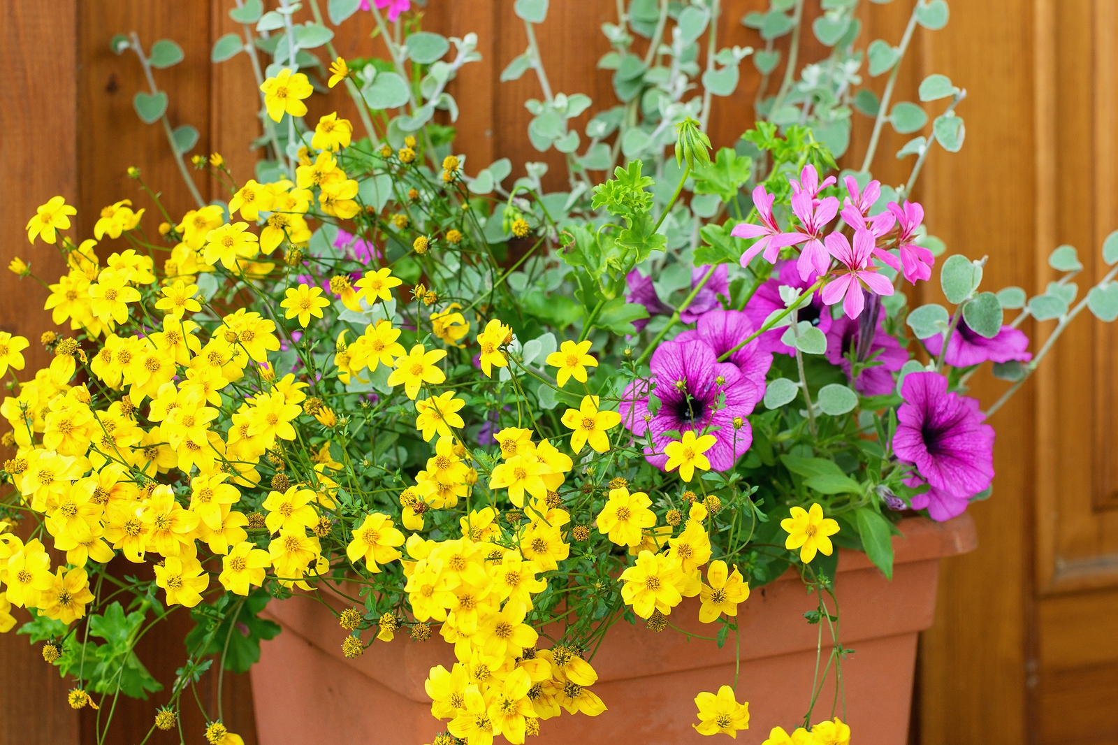 Pot of annual flowers