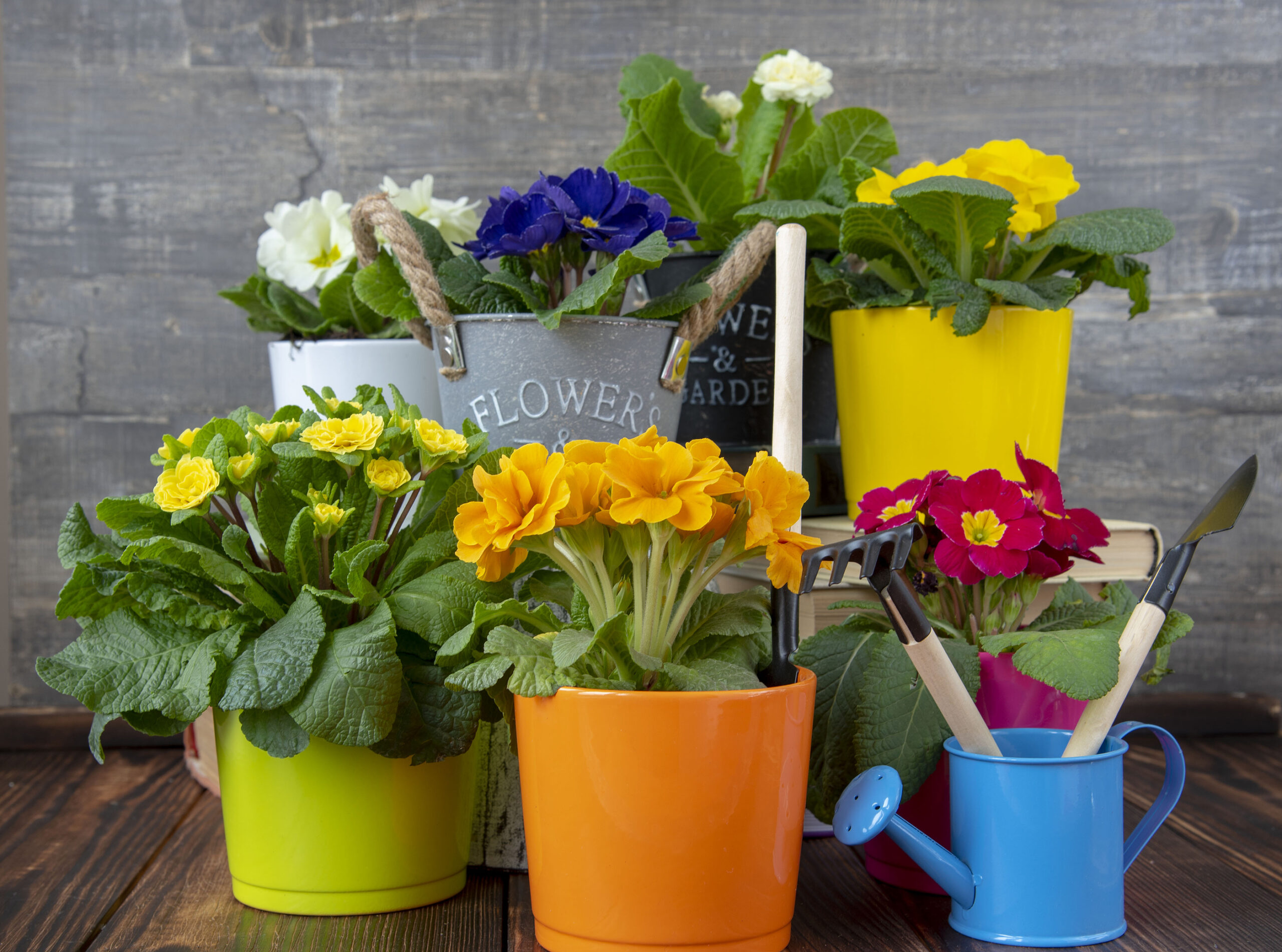 Bright colored pots