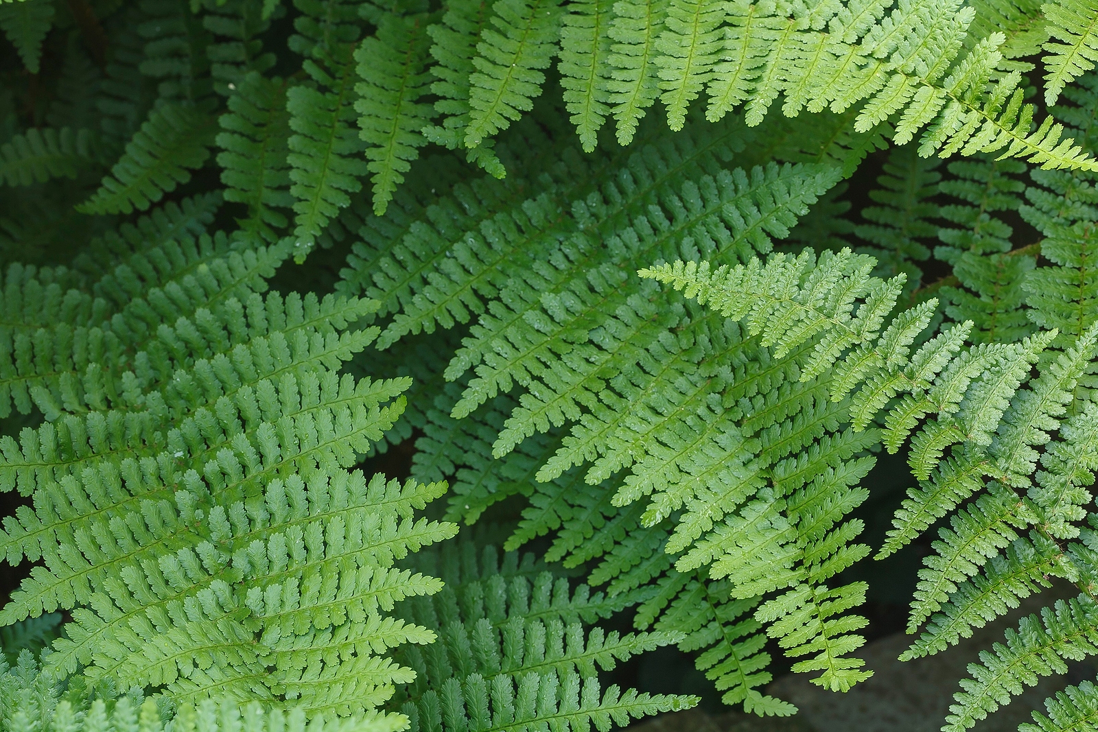 How To Grow Wood Fern - Dryopteris