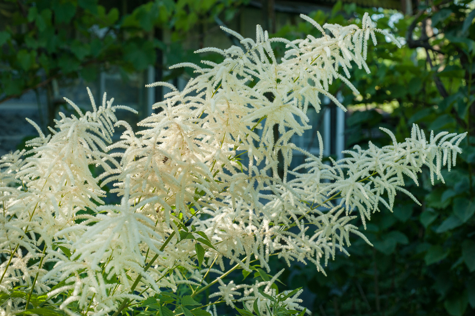 Elymus flowering