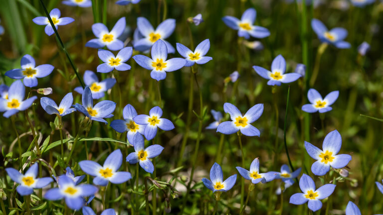 Hedyotis called bluets