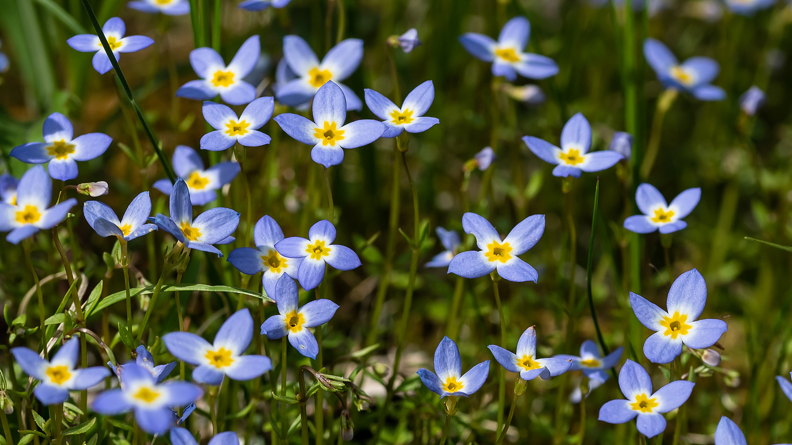 Hedyotis called bluets