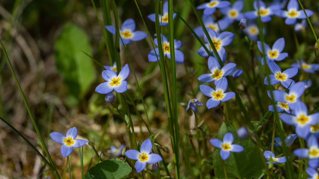 Hedyotis, commonly called Bluets
