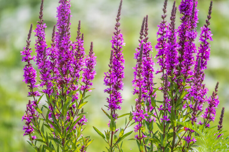 Lythrum