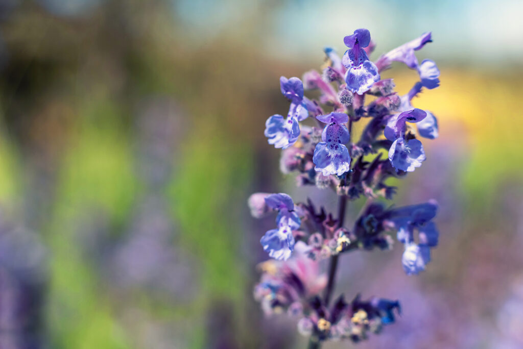 Blue Nepeta flower