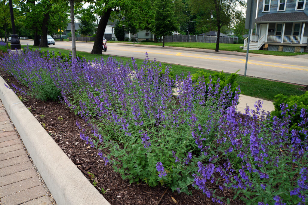 Nepeta border