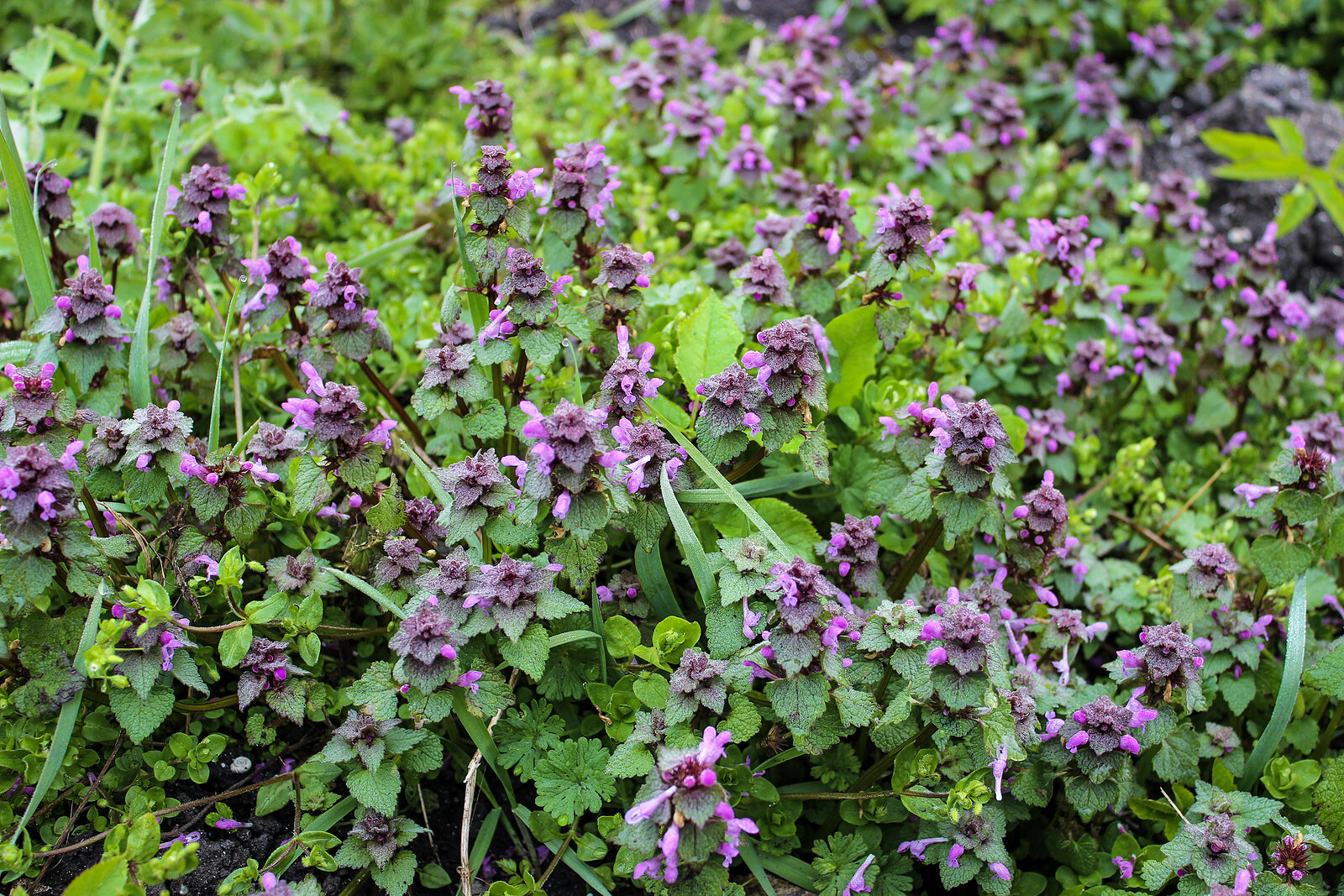 Nepeta - catmint