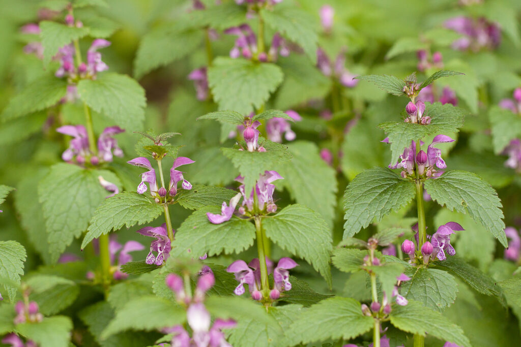 Nepeta with lilac flowers 