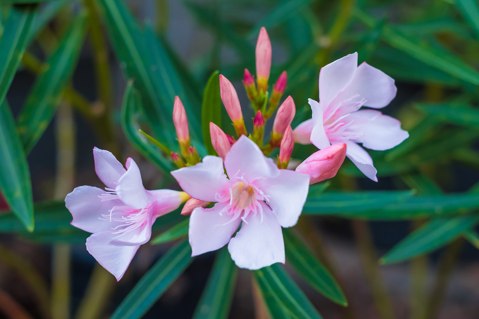 Oleander, Nerium