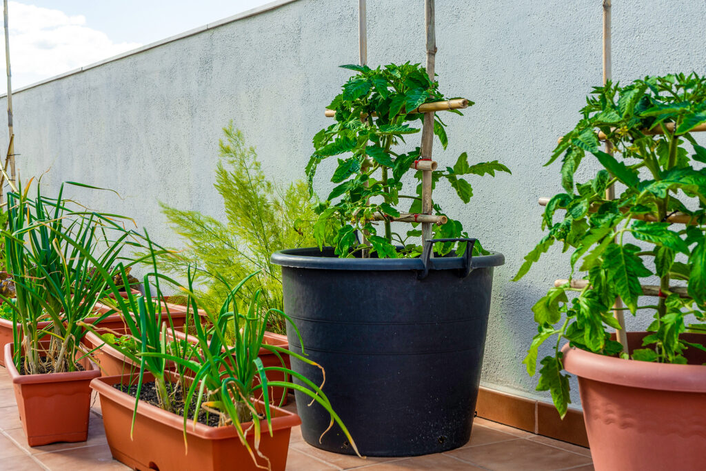 Tomatoes in large pots, chives and onions in smaller pots