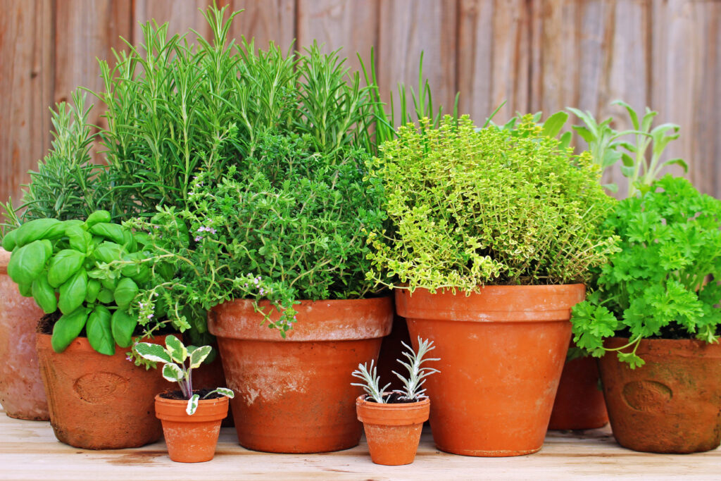 Herbs are in clay pots 