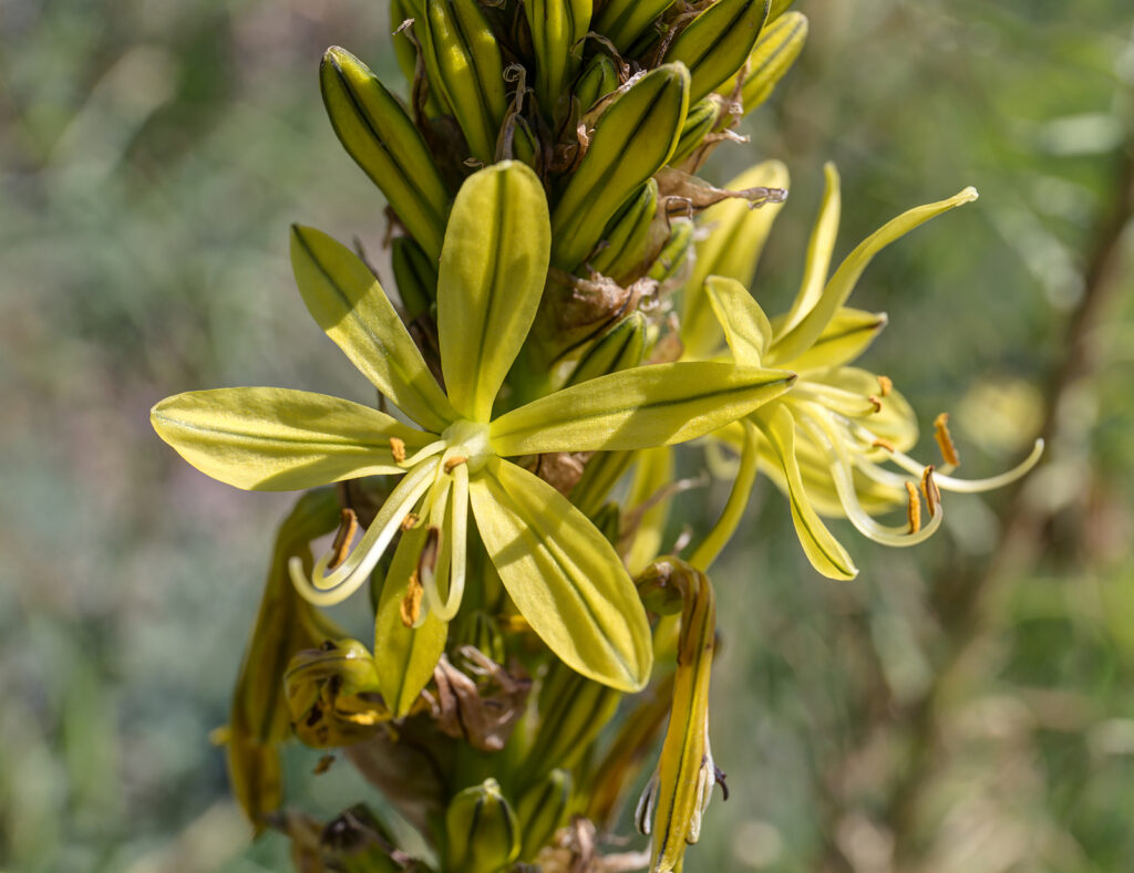 Asphodeline taurica flowers