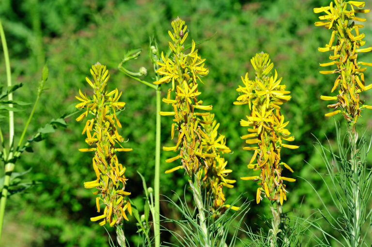 Asphodeline lutea
