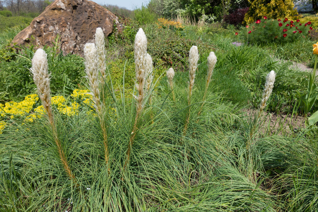 Asphodeline in bloom