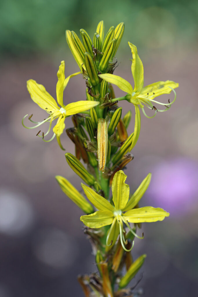 Yellow asphodel, Asphodeline lutea flower spike