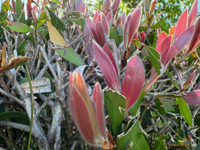 Dodonea leaves