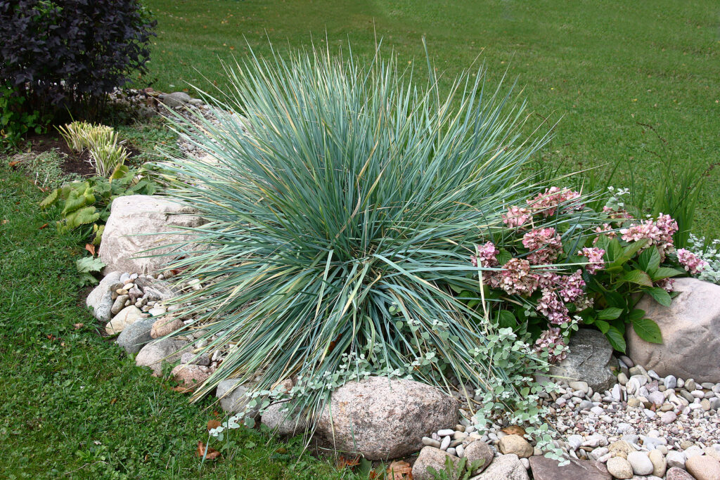 Elymus ornamental grass
