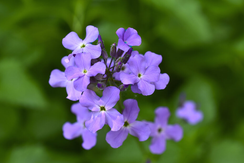 How to Grow Hesperis - Harvest to Table