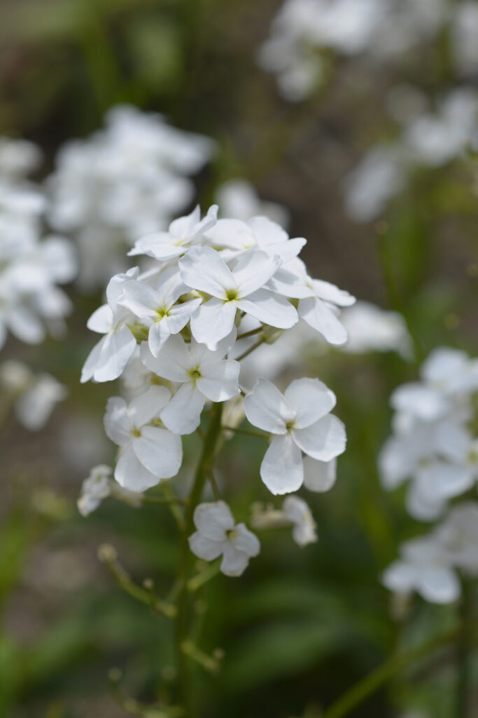 Snow-white dame's violet - Latin name - Hesperis matronalis subsp. nivea