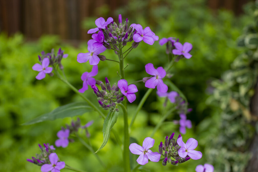 Violet Hesperis flowers