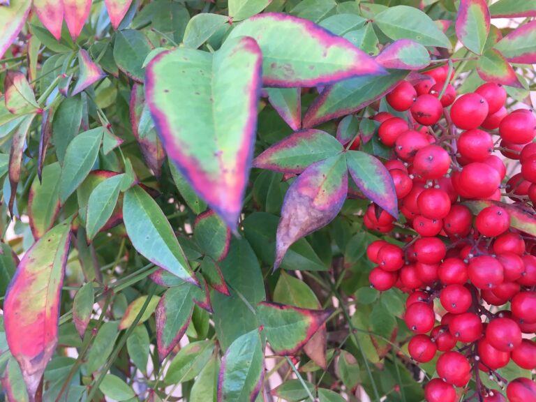 Heteromles toyon