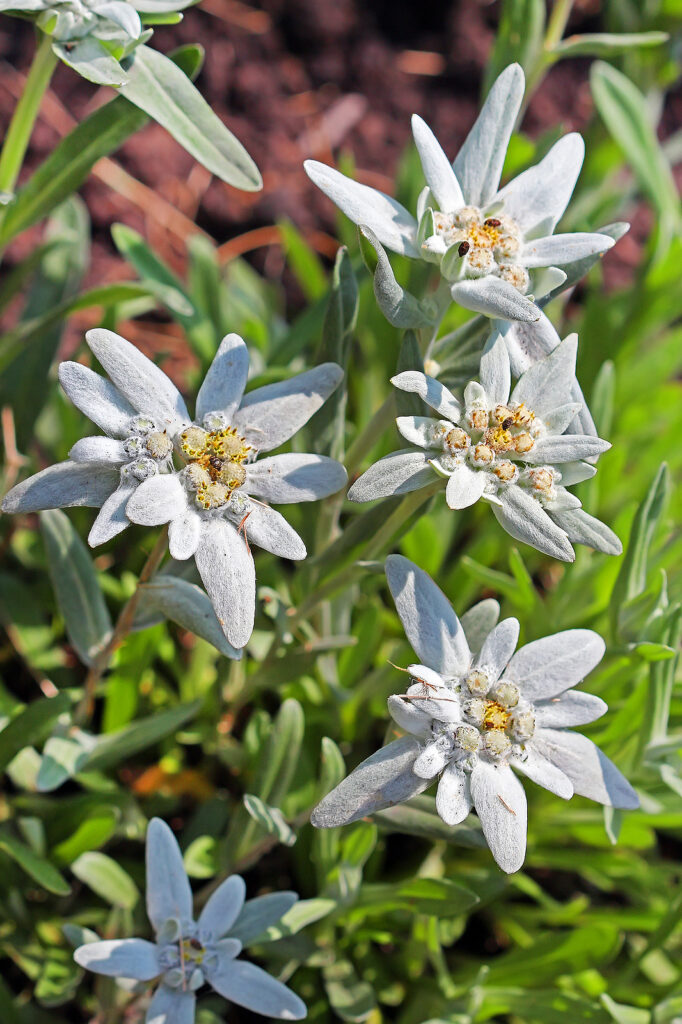 Leontopodium belongs to the Asteraceae family 