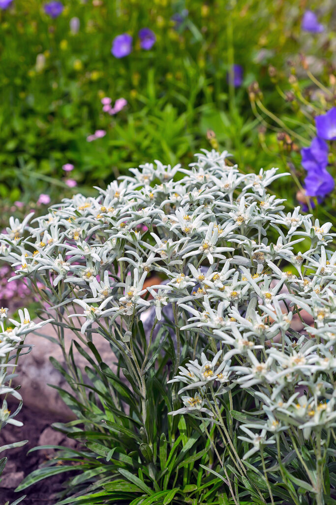 Edelweiss or Leontopodium