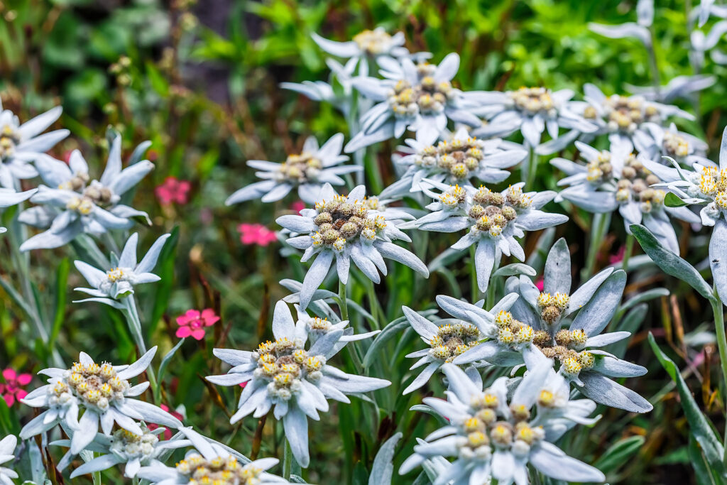 Edelweiss or Leontopodium