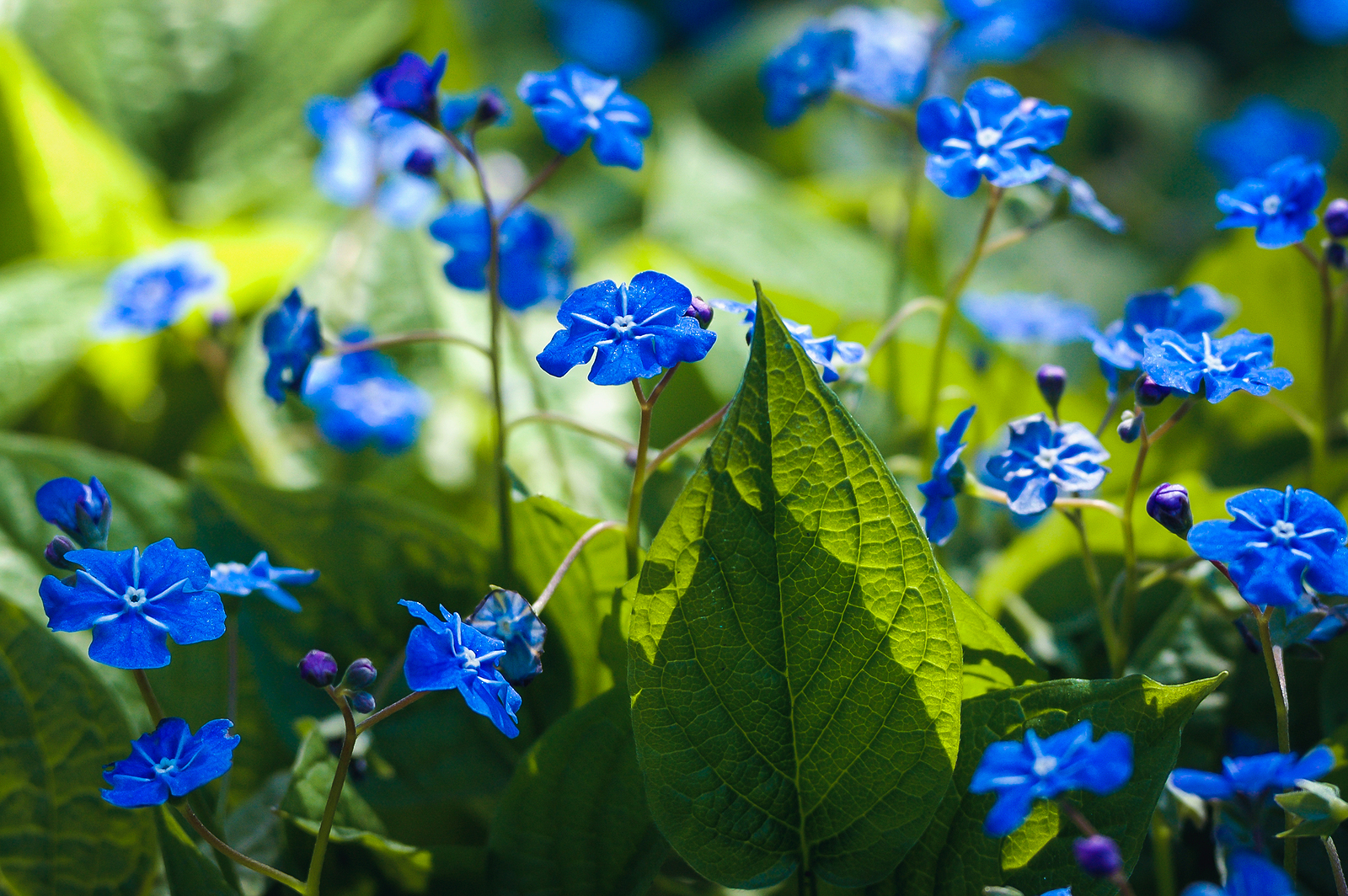 Methods to Develop Blue-Eyed Mary – Omphalodes Methods to Develop Blue-Eyed Mary – Omphalodes