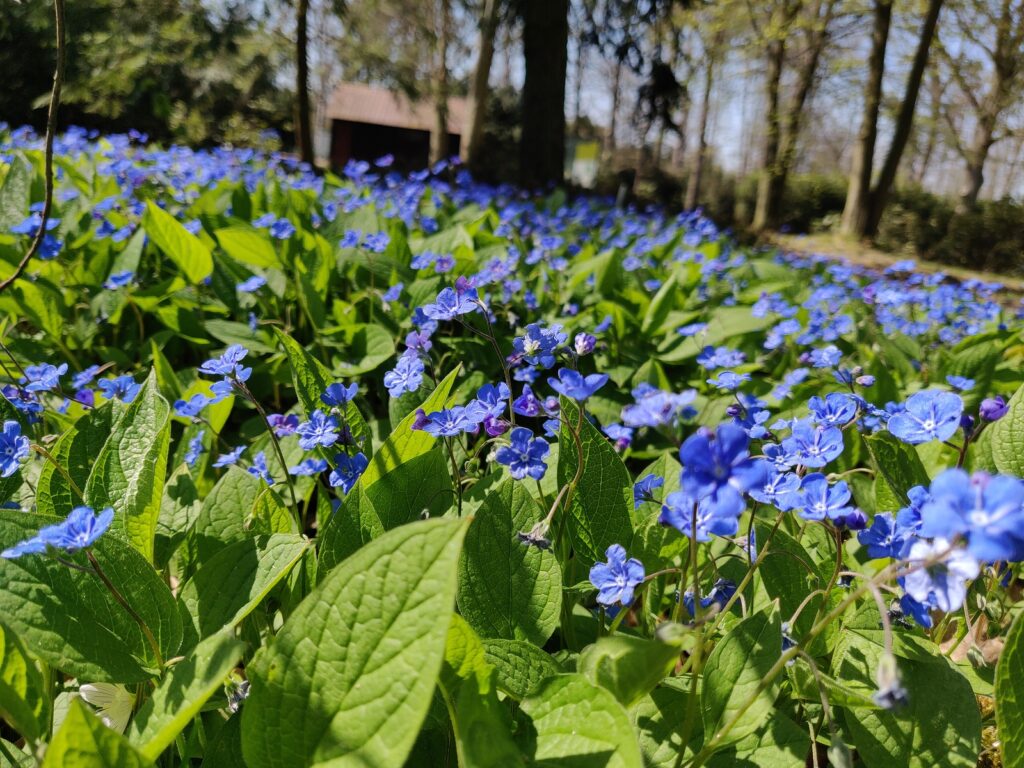 Omphalodes verna 在春天開花。