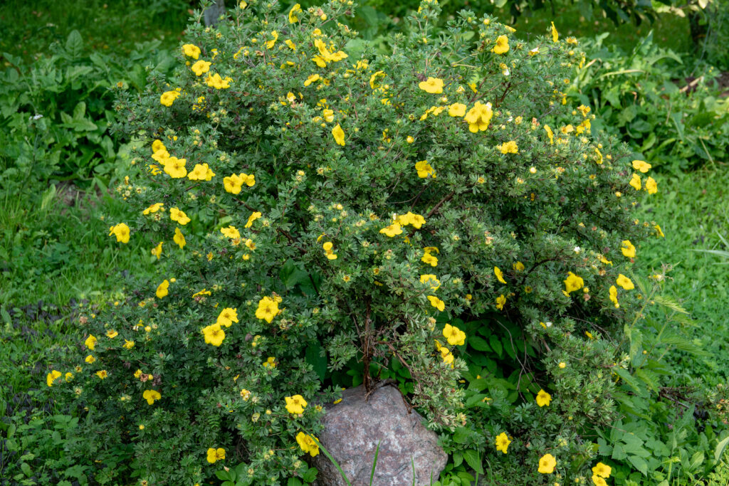 Potentilla fruticosa 'Goldstar'