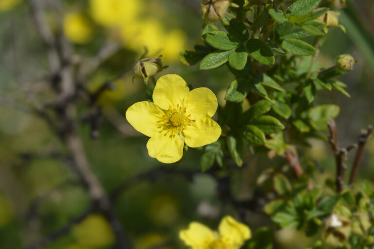 Potentilla fruticosa
