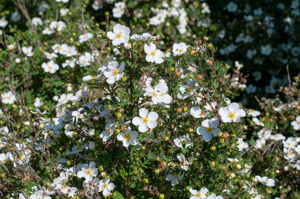 Potentilla fruticosa 'Frosty'