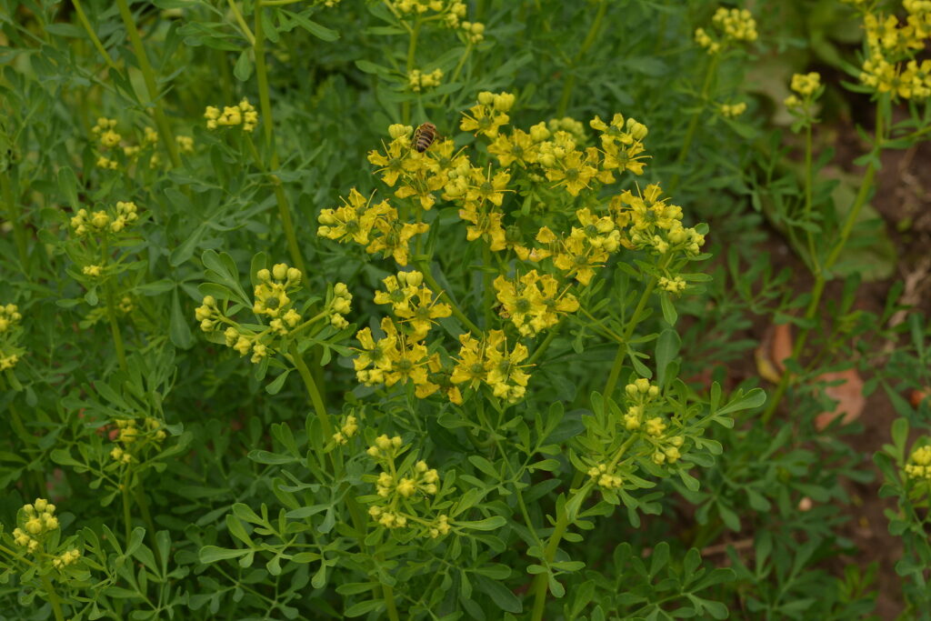 Ruta graveolens rue or common rue. 