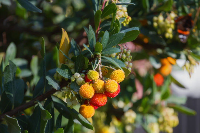 Arbutus