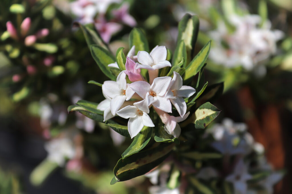 Clusters of Daphne burkwoodii flower 