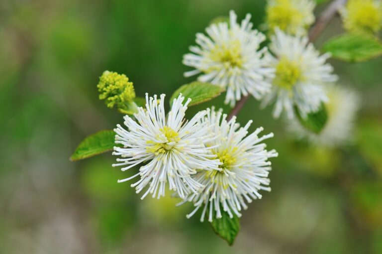 Fothergilla