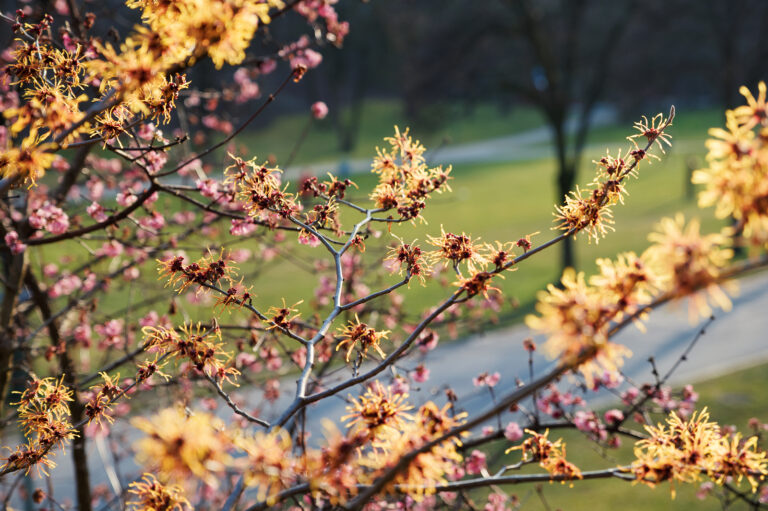 How to Grow Hamamelis — Witch Hazel