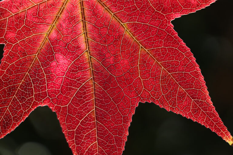 Liquidamber leaf