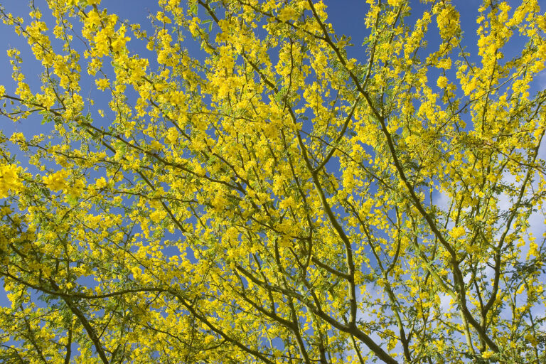 Parkinsonia