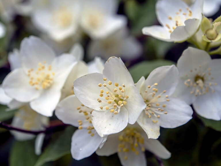 How to Grow Philadelphus — Mock Orange