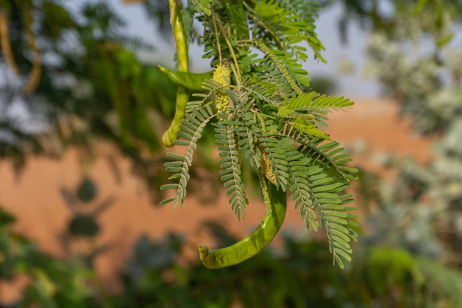 Prosopis
