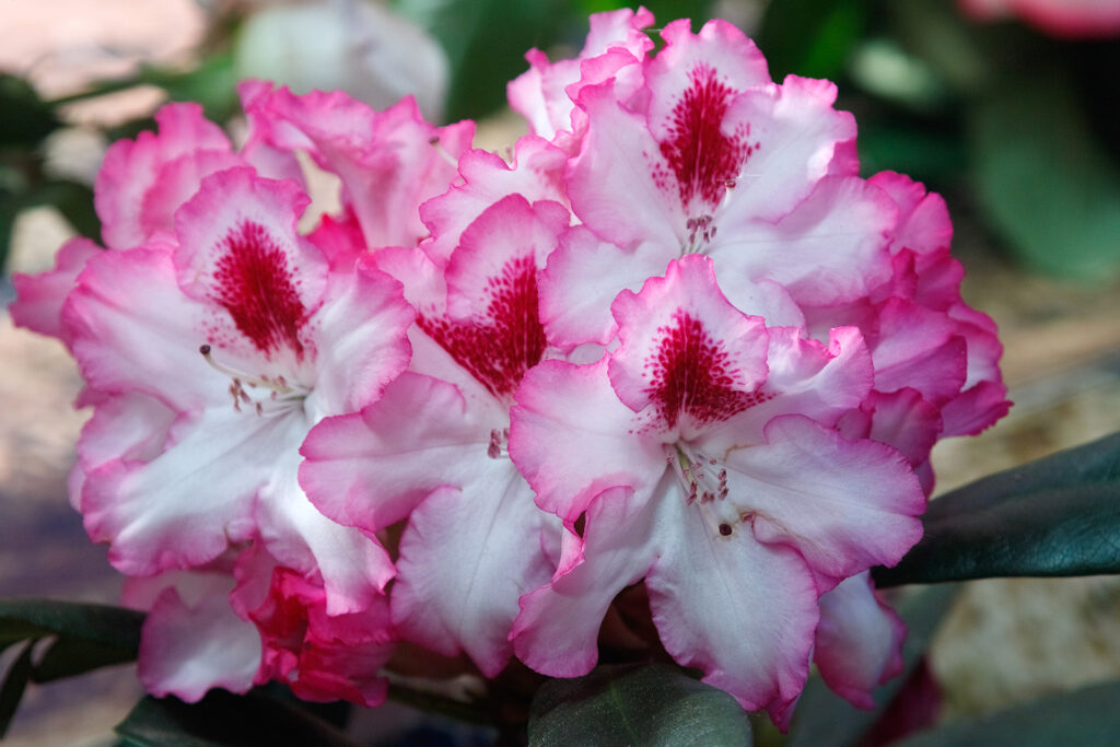 How to Grow Rhododendron - Harvest to Table