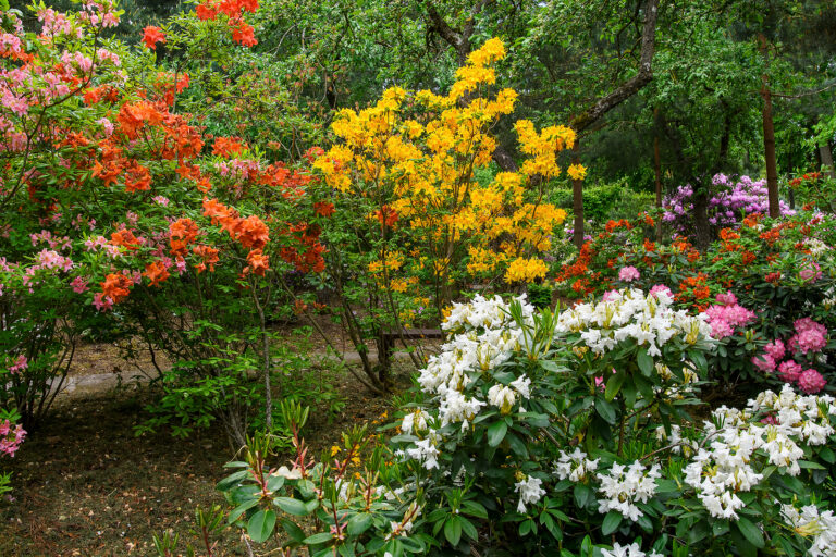 Rhododendrons